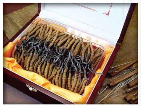 九寨沟冬虫夏草回收